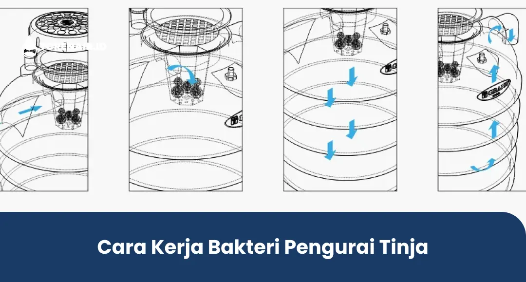 Cara Kerja Bakteri Pengurai Tinja