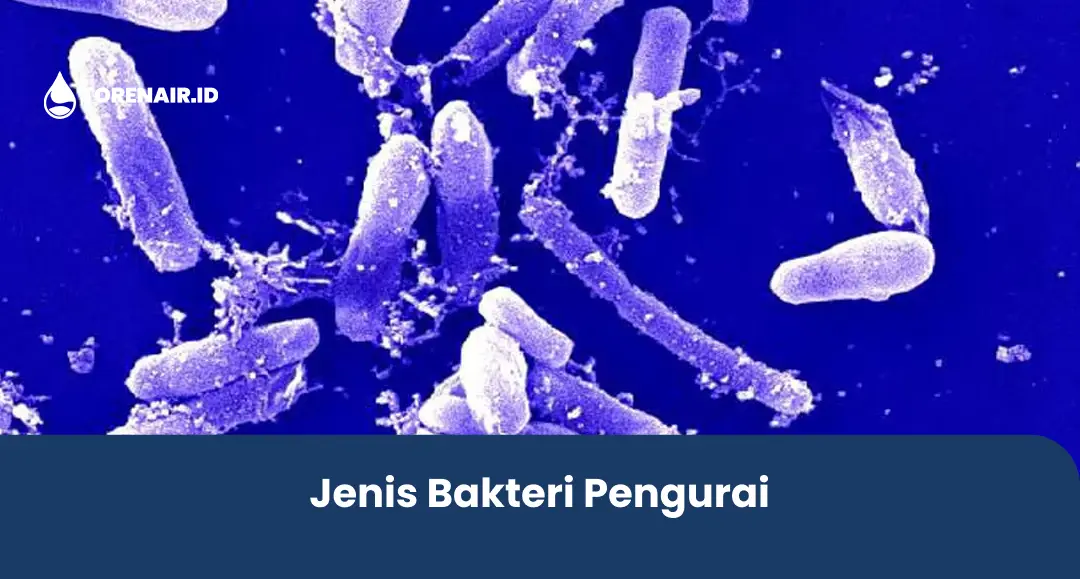 Jenis Bakteri Pengurai