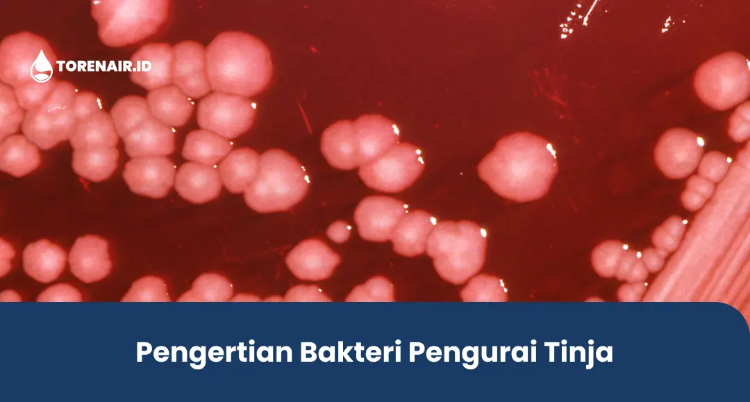 Pengertian Bakteri Pengurai Tinja